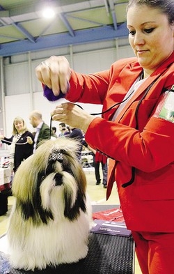 Insubria Winner In Passerella Cani Di Razza Per Tutti I Gusti La