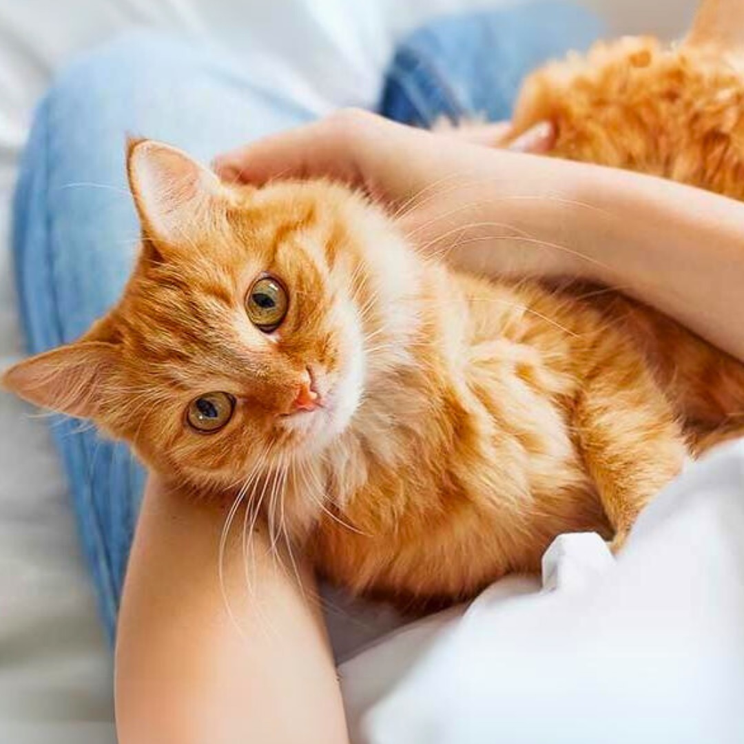 Lombardia, Fontana e la “Giornata mondiale del Gatto” un appello a